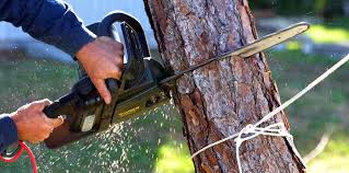 Best Fruit Tree Pruning  in Valle Vista, AZ